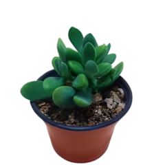 Suculenta Crassula Rogersii