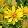 Arnica