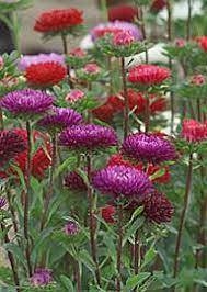 Aster Crisalia - comprar en línea