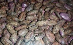 Cacao - comprar en línea