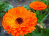 Calendula