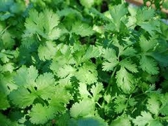 Cilantro