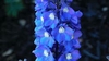 Delphinium