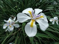 Dietes - comprar en línea