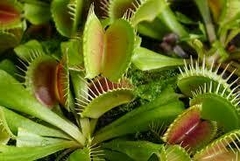 Planta Carnívora Dionaea Atrapamoscas en internet