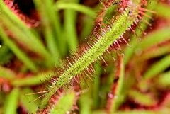 Planta Carnívora Drosera en internet