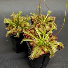 Planta Carnívora Drosera - comprar en línea