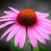 Echinacea