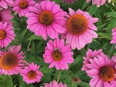 Echinacea - comprar en línea