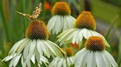 Echinacea en internet