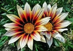 Gazania