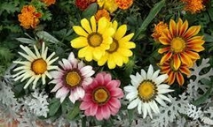 Gazania - comprar en línea