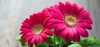 Gerbera