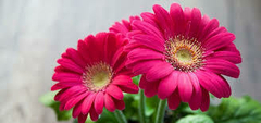 Gerbera