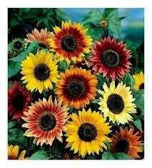 Girasol belleza de otoño - comprar en línea