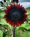 Girasol Centro Negro