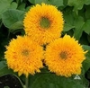 Girasol doble Sun Gold enano