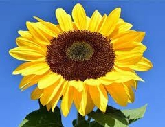 Girasol Gigante