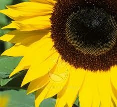 Girasol Gigante - comprar en línea