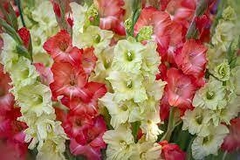 Gladiola - comprar en línea