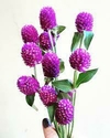 Gomphrena