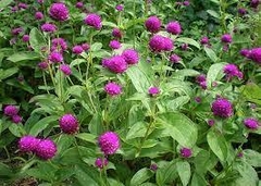 Gomphrena - comprar en línea