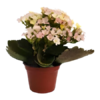 Kalanchoe