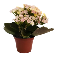 Kalanchoe