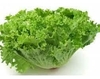 Lechuga Italiana