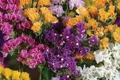 Limonium - comprar en línea