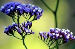 Limonium en internet