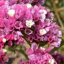 Limonium