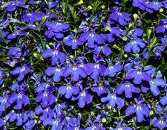 Lobelia comun - comprar en línea