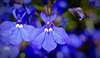 Lobelia comun