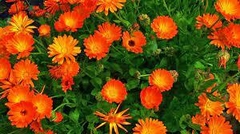 Calendula o Mercadela - comprar en línea