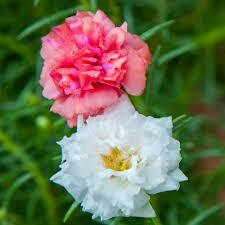 Portulaca Mos Rose M.d.