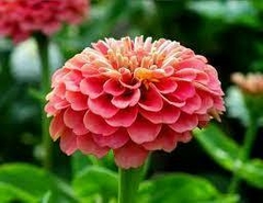 Zinnia Elegante