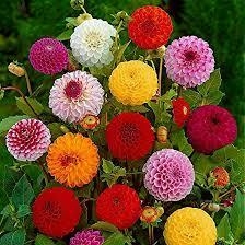 Zinnia Elegante - comprar en línea