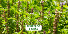 Banner da categoria Temperos e Chás