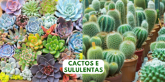 Banner da categoria Suculentas e Cactos