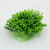 Hemianthus 10x10x4 cm