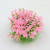 Hemianthus rose 10x10x4 cm