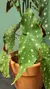 Begônia maculata pt17 - comprar online