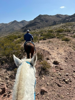 Cabalgata en internet