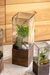 Vaso de vidro Botânica com base de madeira - loja online