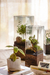 Vaso de vidro Botânica com base de madeira na internet