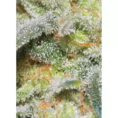 AUTO WHITE WIDOW (3 semillas) - comprar online