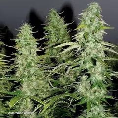 AUTO WHITE WIDOW (3 semillas) - Patricia Conte