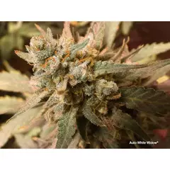 AUTO WHITE WIDOW (3 semillas) - tienda online