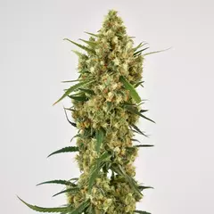 fotop. SNOW BUD (3 semillas) - tienda online